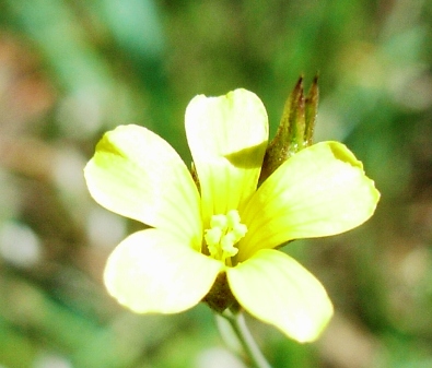 Linum con fiori gialli